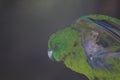 Antipodes parakeet stretching.