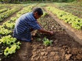 A farmer plants lettuce sprouts at a vegetable farm.