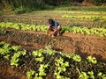 A farmer plants lettuce sprouts at a vegetable farm.