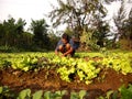 A farmer plants lettuce sprouts at a vegetable farm.