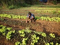 A farmer plants lettuce sprouts at a vegetable farm.