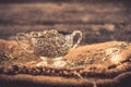 Antiquary tea cup Royalty Free Stock Photo