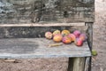 Antique bench made of wood with ripe mangoes on top, in an ecotourism farm in Brazil, South America, front view Royalty Free Stock Photo