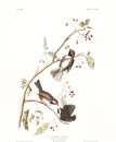 Antique bird illustration. Canadian Titmouse.