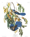 Antique bird illustration. Florida Jay.