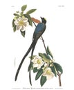 Antique bird illustration. Fork-Tailed Flycatcher.
