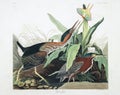 Antique bird illustration. Green Heron.