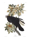 Antique bird illustration. Raven.