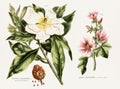 Antique botanical illustration depicting the physiology of plants and flowers. Circa 1820