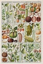 Antique Botanical Chart Illustration. Circa 1795