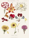 Antique botanical illustration depicting the physiology of plants and flowers. Circa 1820