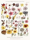 Antique botanical illustration depicting the physiology of plants and flowers. Circa 1820