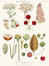 Antique botanical illustration depicting the physiology of plants and flowers. Circa 1820