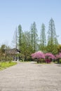 Antique buildings and peach blossom Royalty Free Stock Photo