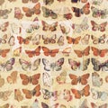 Antique butterflies grungy shabby chic pattern botanical background