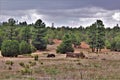 Antique Car and partial log cabin in Linden, Navajo County, Arizona, United States