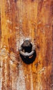 Antique cast iron door knob knocker round shape with floral elements on the background of an old brown wooden door with scratches Royalty Free Stock Photo