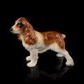 Antique ceramic dog figurine on black background Royalty Free Stock Photo