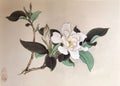 Antique Chinese Painting Gardenia Flowers Flower Blossom Floral Bird Brush Paintings Watercolor Nature Plants Print Sign Seal Chop Royalty Free Stock Photo