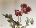 Antique Chinese Painting Poppy Poppies Flowers Flower Blossom Floral Bird Brush Paintings Watercolor Nature Plants Prints