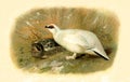 Antique Illustration of British Gamebird