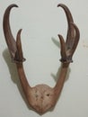 antique claw bones and game horns