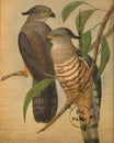 Antique Crested Hawk Bird Wall Art Illustration