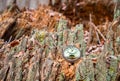 Antique decayed pocket watch in nature