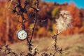 An Antique Decayed Pocket Watch