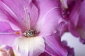 Antique Diamond Ring on Purple Gladiolus