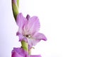 Antique Diamond Ring on Purple Gladiolus with White Background