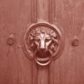 Antique door handle, lion head. Coral color Royalty Free Stock Photo
