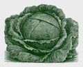 Lush early flat head cabbage variety Royalty Free Stock Photo