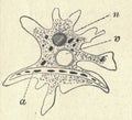 Antique engraved illustration of an amoeba. Vintage illustration of an ameba. Old picture. Book illustration published Royalty Free Stock Photo