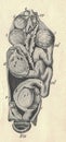 Antique engraved illustration of the bird ovary and salpinx hen . Vintage illustration of the bird ovary and salpinx hen