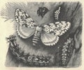 Antique engraved illustration of the black arches metamorphosis. Vintage illustration of the black arches metamorphosis