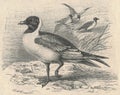 Antique engraved illustration of the black-headed gull. Vintage illustration of the black-headed gull. Old engraved