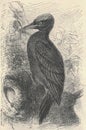 Antique engraved illustration of the black woodpecker. Vintage illustration of the black woodpecker. Old engraved