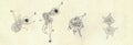 Antique engraved illustration of the blood cells. Vintage illustration of the blood cells. Legend: on the left - white
