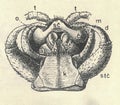 Antique engraved illustration of the brown centipede head. Extremely enlarged. Vintage illustration of the stone