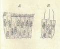 Antique engraved illustration of the cells. Vintage illustration of the cells. Figure legend: A: the cells, B: the