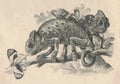 Antique engraved illustration of the chameleon. Vintage illustration of the chameleon. Old engraved picture of the