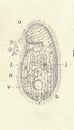 Antique engraved illustration of a Ciliate. Vintage illustration of a Ciliate. Old picture. Book illustration published