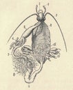 Antique engraved illustration of the cockroach viscera. Vintage illustration of the roach viscera. Old engraved picture