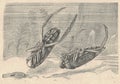 Antique engraved illustration of the common backswimmer. Vintage illustration of the common backswimmer. Old engraved