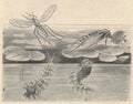 Antique engraved illustration of the common gnat. Vintage illustration of the mosquito. Old engraved picture of the