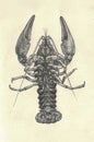 Antique engraved illustration of the crayfish. Downside of crayfish. Vintage illustration of the crawfish. Old engraved