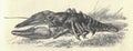 Antique engraved illustration of the crayfish. Vintage illustration of the crawfish. Old engraved picture of craydids Royalty Free Stock Photo