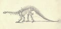 Antique engraved illustration of the dinosaur skeleton. Vintage illustration of the dinosaur skeleton. Old engraved