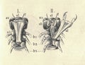Antique engraved illustration of the dragonfly front body . Vintage illustration of the dragonfly - front part of body